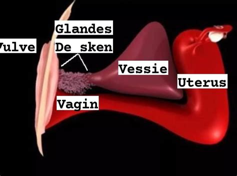 glande de skene|Glande de Skene : définition, rôle, pathologie